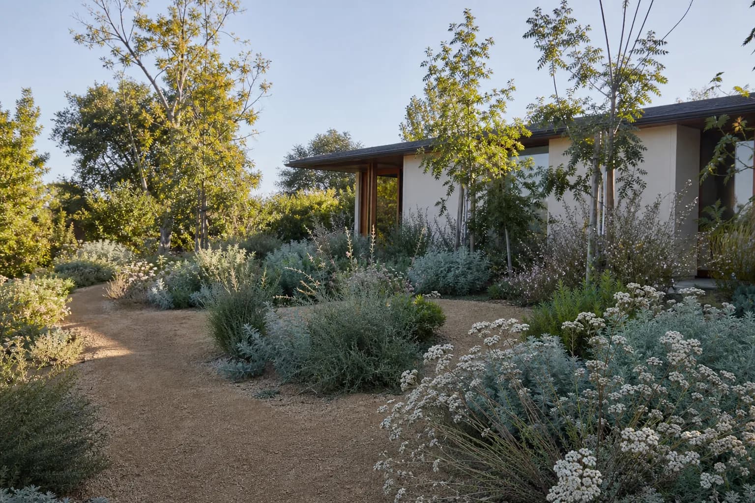 A front garden of California native shrubs and young oaks along a decomposed granite path in morning light.