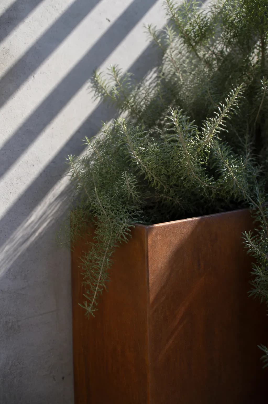 Detail of a weathering steel planter edge with rosemary spilling over it and hard wall shadows behind.