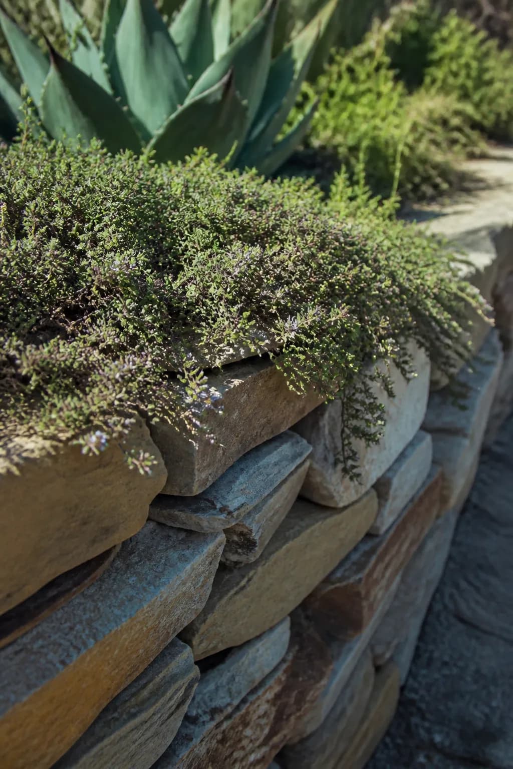 Close view of a dry-stacked stone terrace edge with thyme creeping over it in afternoon shadow.