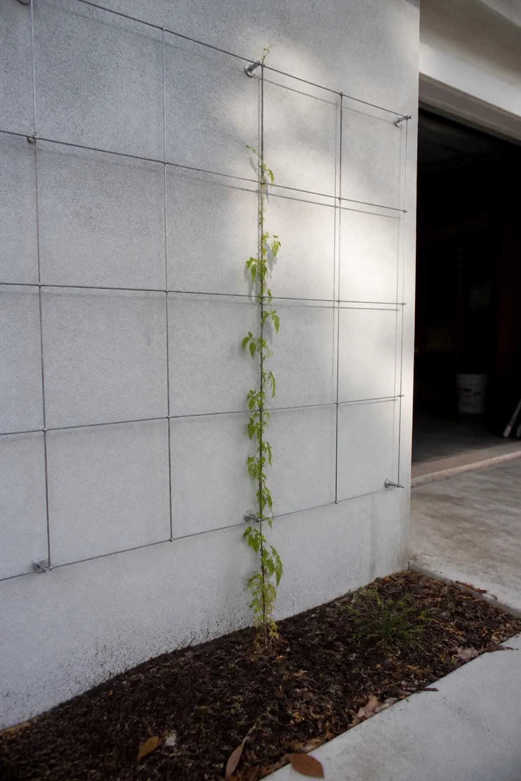 A steel wire trellis grid on a garage wall with a young passionvine started up one wire.